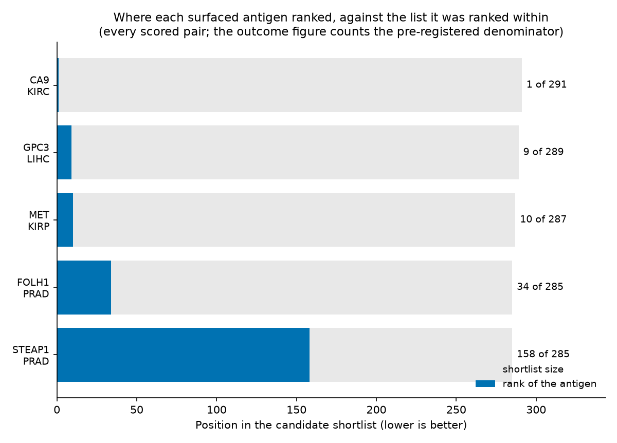 Where each surfaced antigen ranked, drawn against the shortlist it was ranked within.